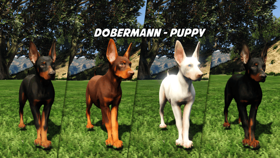 Dobermann - Puppy