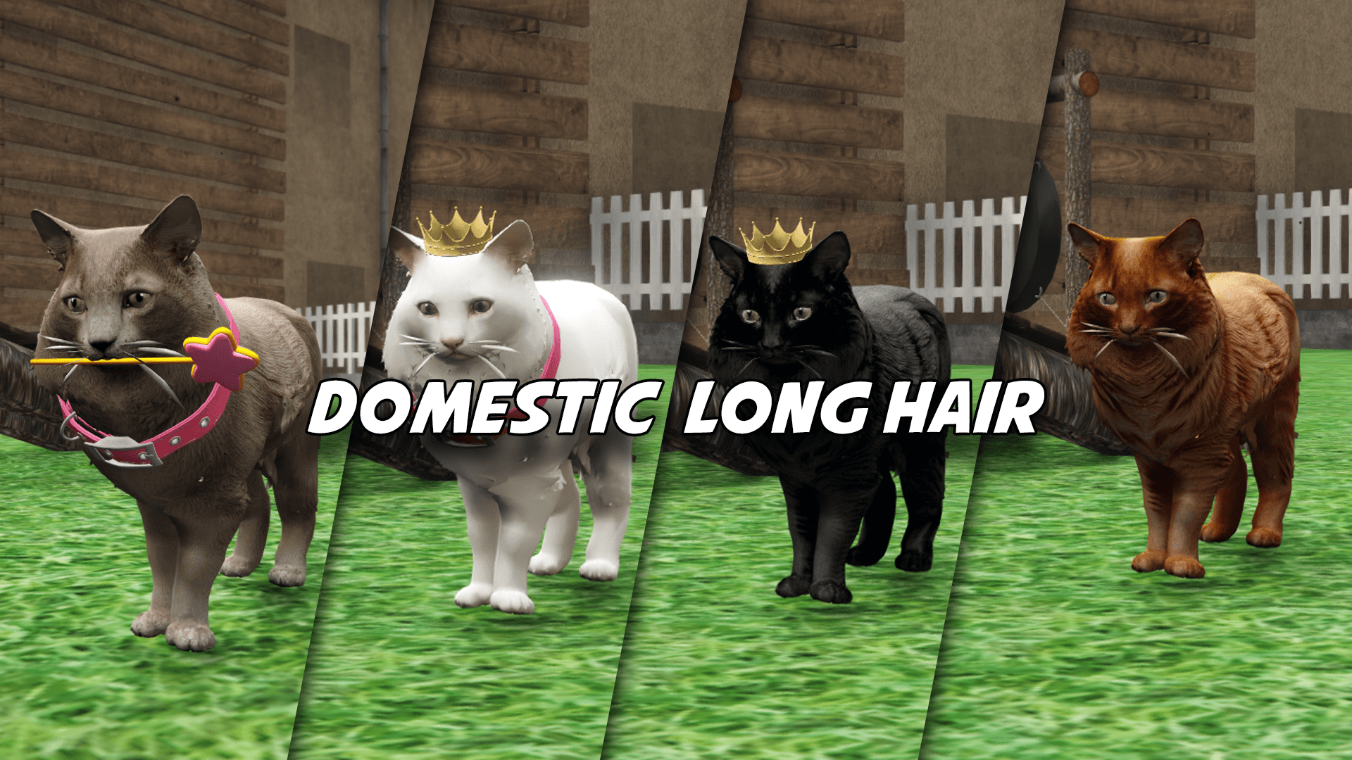 Domestic Long Hair